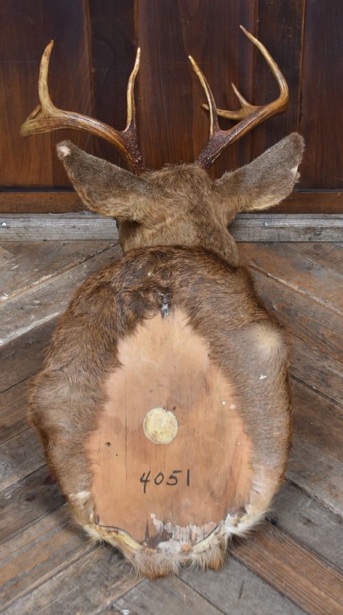 TAXIDERMY SCOTTISH RED DEER STAG HEAD - ADDITIONAL PHOTO 9