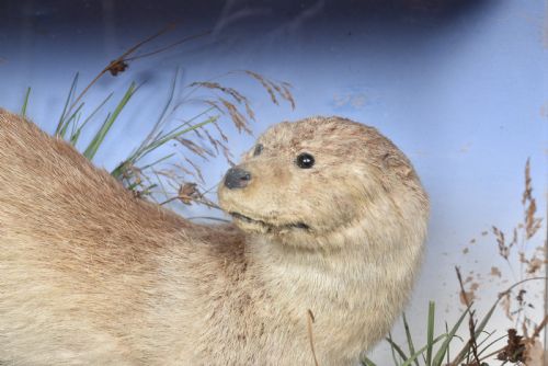 TAXIDERMY OTTER - ADDITIONAL PHOTO 1