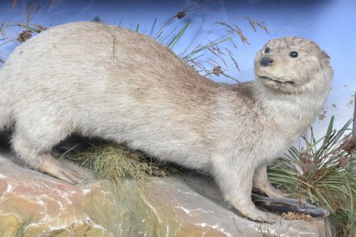 TAXIDERMY OTTER - ADDITIONAL PHOTO 3