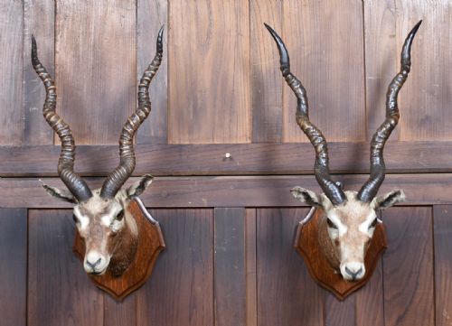 pair of taxidermy blackbuck antelope heads - CATEGORY: ANTIQUE MISCELLANEOUS - DATED 1920