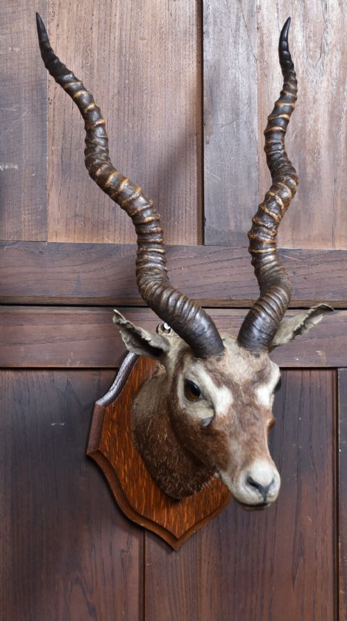 PAIR OF TAXIDERMY BLACKBUCK ANTELOPE HEADS - ADDITIONAL PHOTO 1