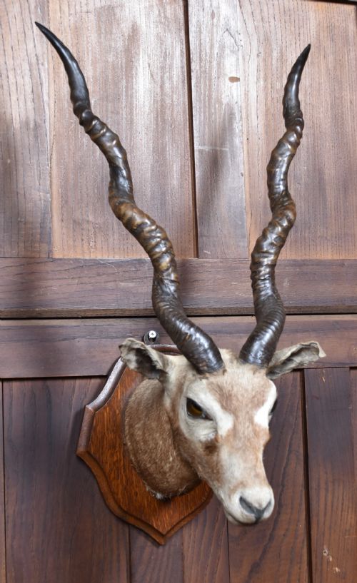 PAIR OF TAXIDERMY BLACKBUCK ANTELOPE HEADS - ADDITIONAL PHOTO 2