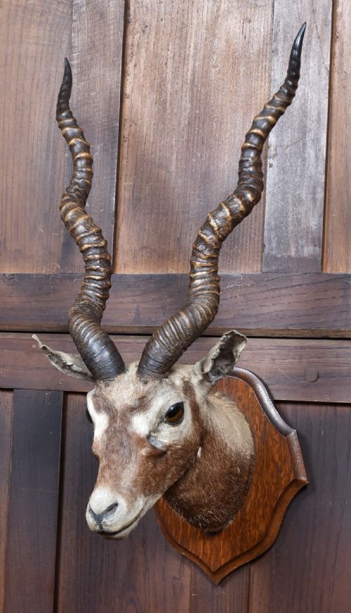 PAIR OF TAXIDERMY BLACKBUCK ANTELOPE HEADS - ADDITIONAL PHOTO 3