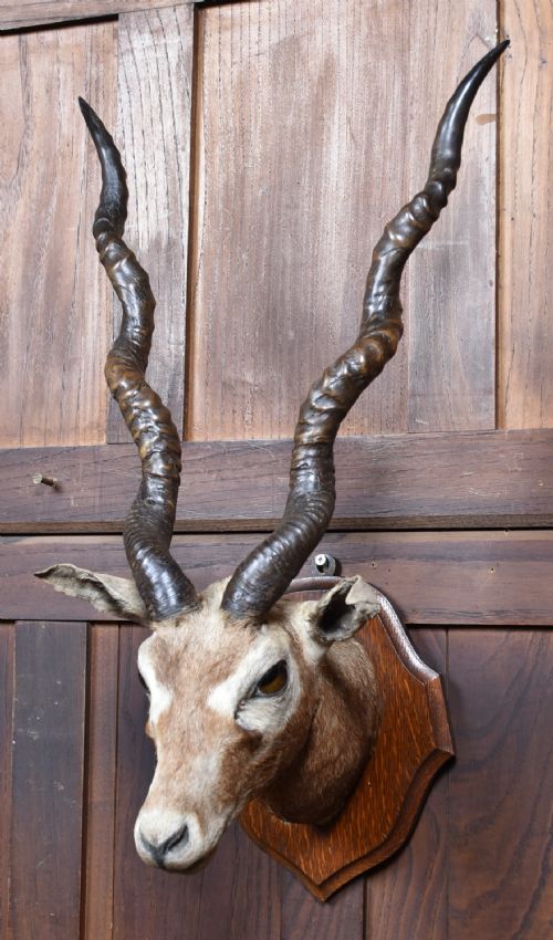 PAIR OF TAXIDERMY BLACKBUCK ANTELOPE HEADS - ADDITIONAL PHOTO 4