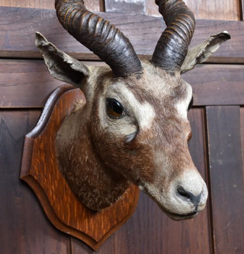 PAIR OF TAXIDERMY BLACKBUCK ANTELOPE HEADS - ADDITIONAL PHOTO 5