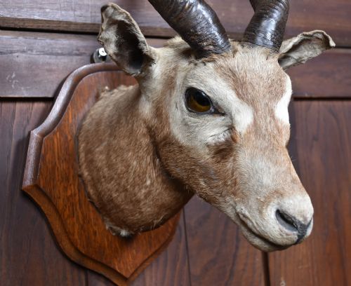 PAIR OF TAXIDERMY BLACKBUCK ANTELOPE HEADS - ADDITIONAL PHOTO 6