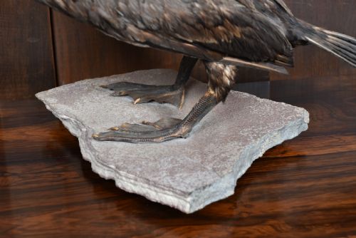 TAXIDERMY SPECIMEN GREAT CORMORANT - ADDITIONAL PHOTO 1