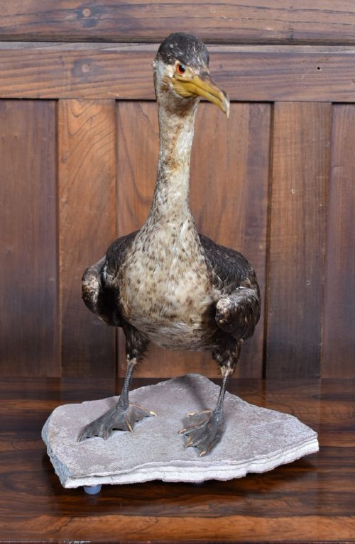 TAXIDERMY SPECIMEN GREAT CORMORANT - ADDITIONAL PHOTO 3