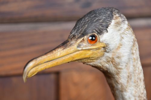 TAXIDERMY SPECIMEN GREAT CORMORANT - ADDITIONAL PHOTO 4