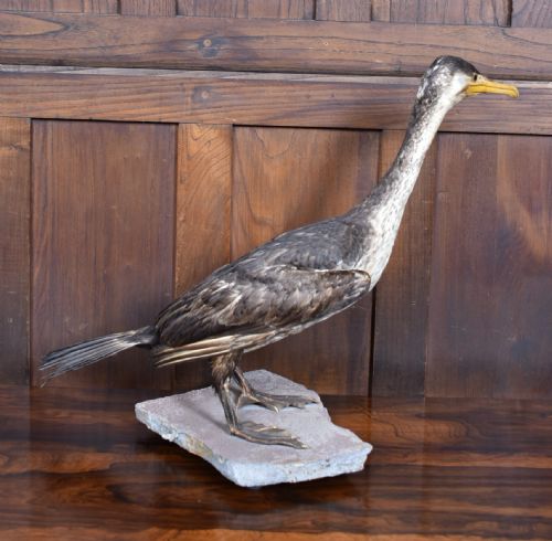 TAXIDERMY SPECIMEN GREAT CORMORANT - ADDITIONAL PHOTO 5
