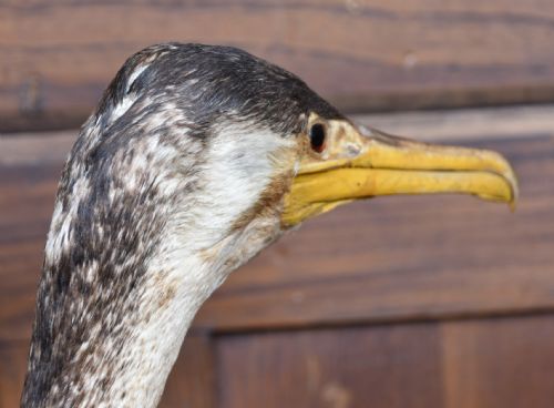 TAXIDERMY SPECIMEN GREAT CORMORANT - ADDITIONAL PHOTO 6