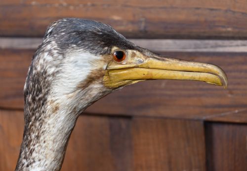 TAXIDERMY SPECIMEN GREAT CORMORANT - ADDITIONAL PHOTO 7