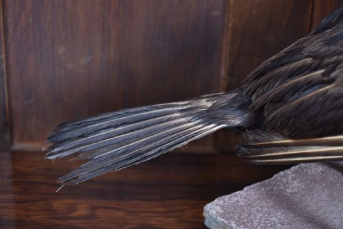 TAXIDERMY SPECIMEN GREAT CORMORANT - ADDITIONAL PHOTO 8