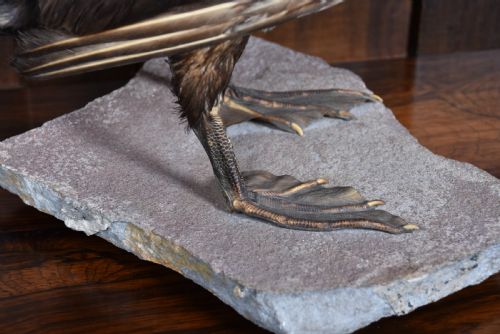 TAXIDERMY SPECIMEN GREAT CORMORANT - ADDITIONAL PHOTO 9