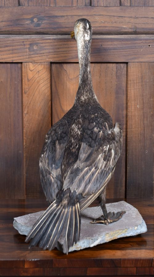 TAXIDERMY SPECIMEN GREAT CORMORANT - ADDITIONAL PHOTO 10