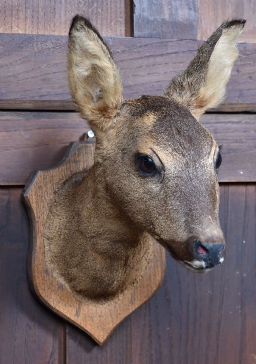 TAXIDERMY ROE DEER - ADDITIONAL PHOTO 1