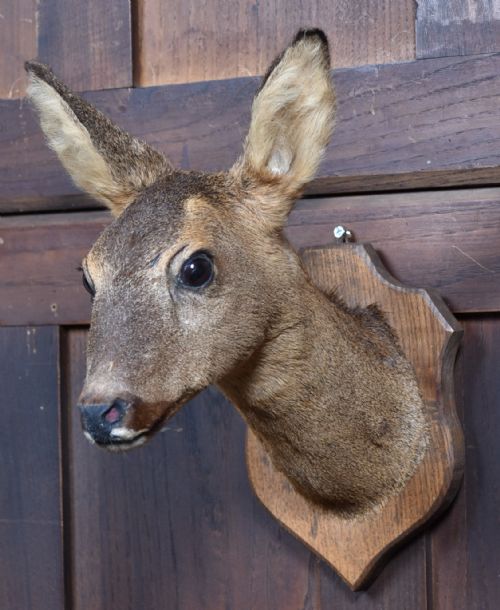 TAXIDERMY ROE DEER - ADDITIONAL PHOTO 2