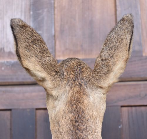 TAXIDERMY ROE DEER - ADDITIONAL PHOTO 5