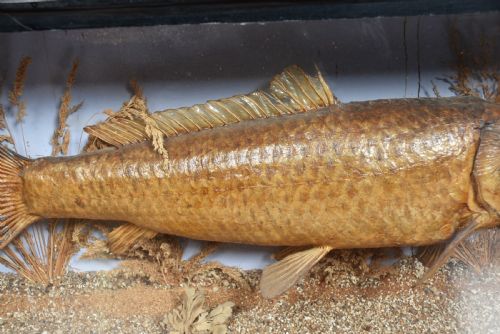 TAXIDERMY CARP IN CASE - ADDITIONAL PHOTO 2