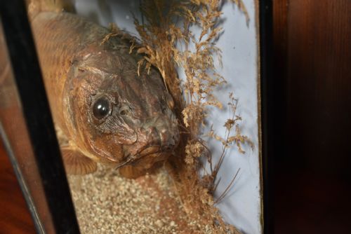 TAXIDERMY CARP IN CASE - ADDITIONAL PHOTO 4