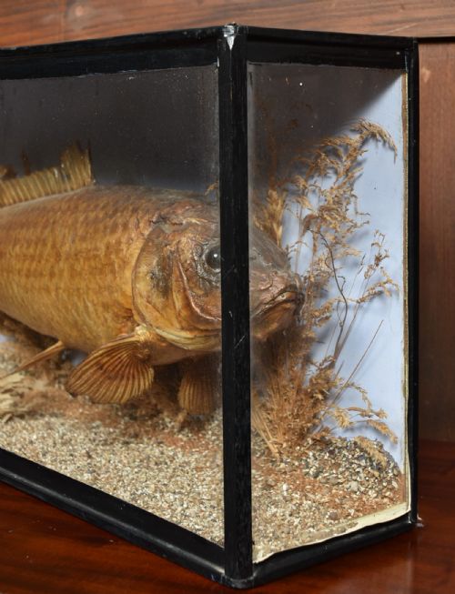 TAXIDERMY CARP IN CASE - ADDITIONAL PHOTO 5