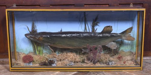 TAXIDERMY PIKE IN CASE - ADDITIONAL PHOTO 1