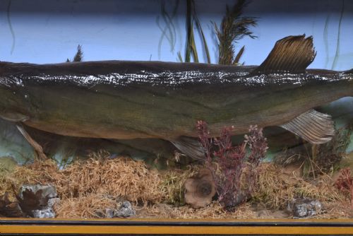 TAXIDERMY PIKE IN CASE - ADDITIONAL PHOTO 4