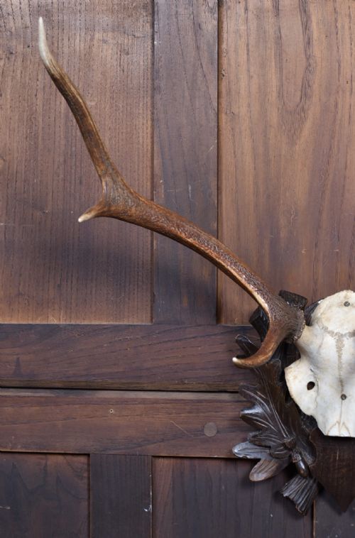 TAXIDERMY SIX POINT ANTLERS - ADDITIONAL PHOTO 1