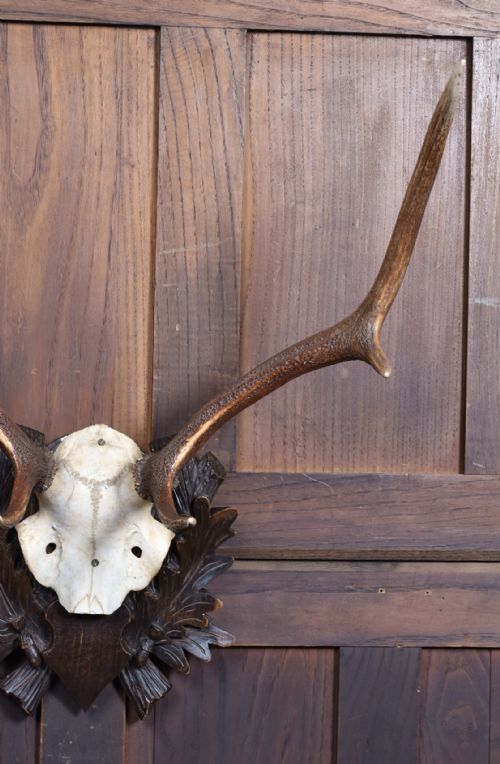 TAXIDERMY SIX POINT ANTLERS - ADDITIONAL PHOTO 2