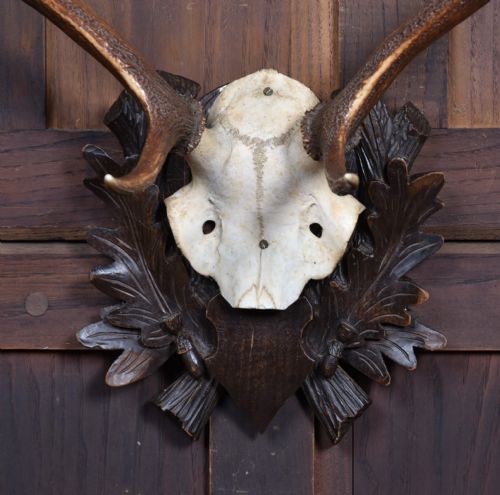 TAXIDERMY SIX POINT ANTLERS - ADDITIONAL PHOTO 3