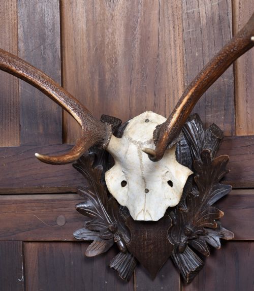 TAXIDERMY SIX POINT ANTLERS - ADDITIONAL PHOTO 4