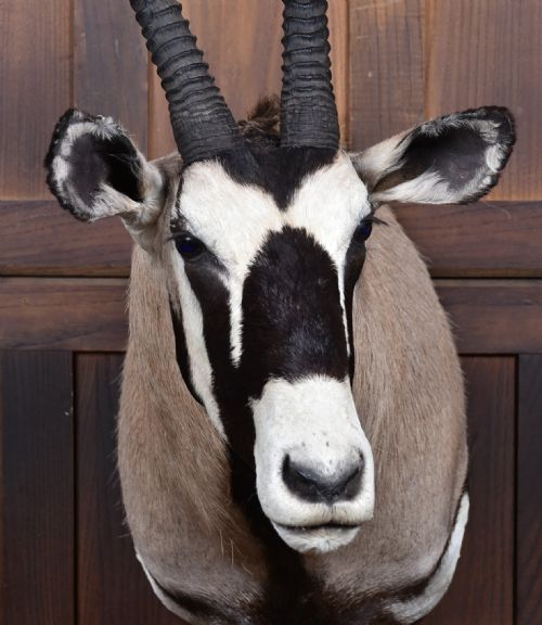 TAXIDERMY GEMSBOK - ADDITIONAL PHOTO 1