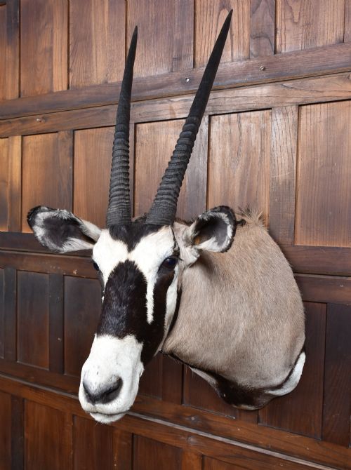 TAXIDERMY GEMSBOK - ADDITIONAL PHOTO 2