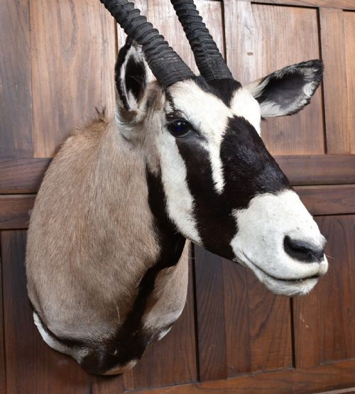 TAXIDERMY GEMSBOK - ADDITIONAL PHOTO 5