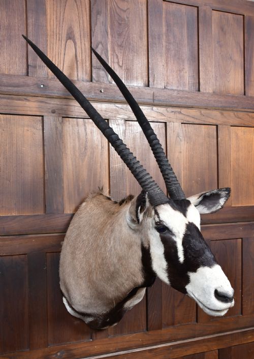 TAXIDERMY GEMSBOK - ADDITIONAL PHOTO 7