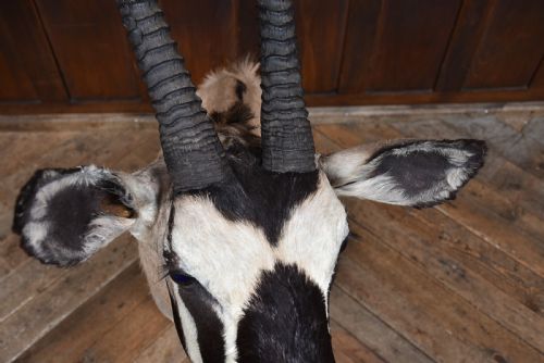 TAXIDERMY GEMSBOK - ADDITIONAL PHOTO 8