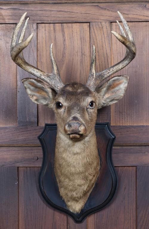 TAXIDERMY 8 POINT WHITETAIL DEER