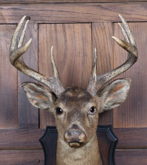 TAXIDERMY 8 POINT WHITETAIL DEER - ADDITIONAL PHOTO 1