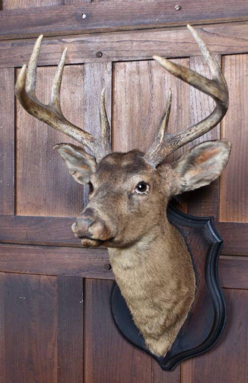 TAXIDERMY 8 POINT WHITETAIL DEER - ADDITIONAL PHOTO 2