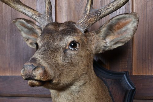 TAXIDERMY 8 POINT WHITETAIL DEER - ADDITIONAL PHOTO 3