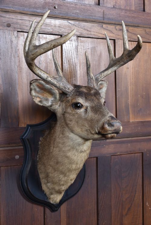TAXIDERMY 8 POINT WHITETAIL DEER - ADDITIONAL PHOTO 4
