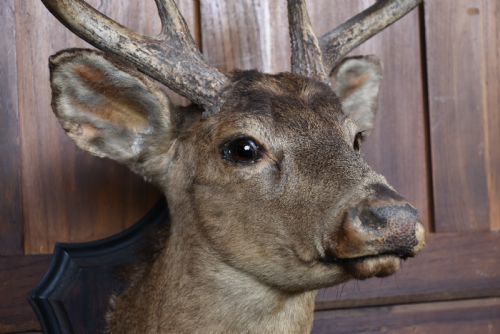 TAXIDERMY 8 POINT WHITETAIL DEER - ADDITIONAL PHOTO 5