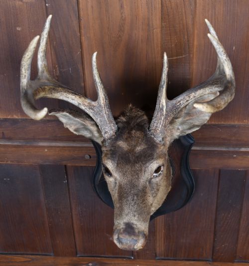 TAXIDERMY 8 POINT WHITETAIL DEER - ADDITIONAL PHOTO 6