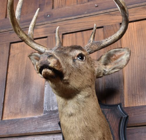 TAXIDERMY 8 POINT WHITETAIL DEER - ADDITIONAL PHOTO 7