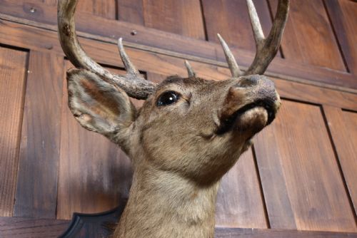 TAXIDERMY 8 POINT WHITETAIL DEER - ADDITIONAL PHOTO 8