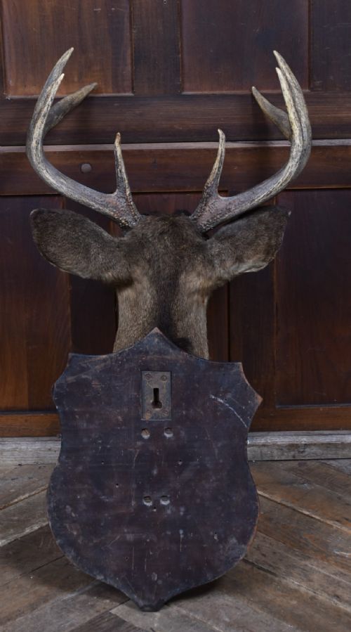 TAXIDERMY 8 POINT WHITETAIL DEER - ADDITIONAL PHOTO 9