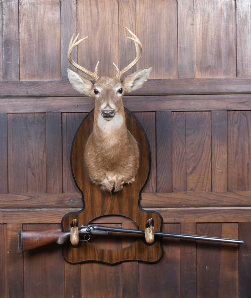 TAXIDERMY WHITETAIL DEER HEAD
