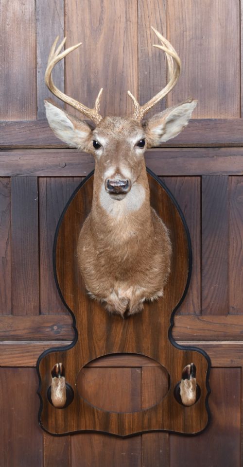 TAXIDERMY WHITETAIL DEER HEAD - ADDITIONAL PHOTO 1