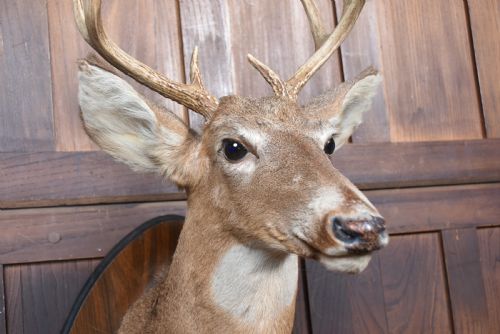 TAXIDERMY WHITETAIL DEER HEAD - ADDITIONAL PHOTO 3
