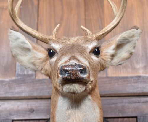 TAXIDERMY WHITETAIL DEER HEAD - ADDITIONAL PHOTO 4